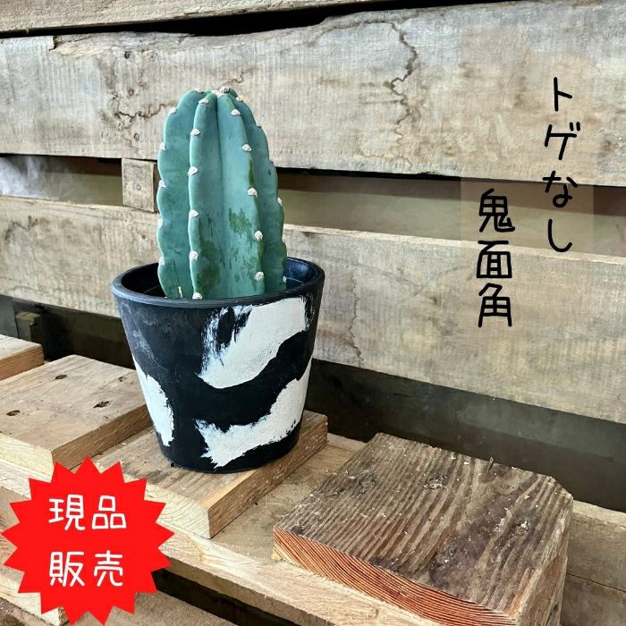 観葉植物現品販売