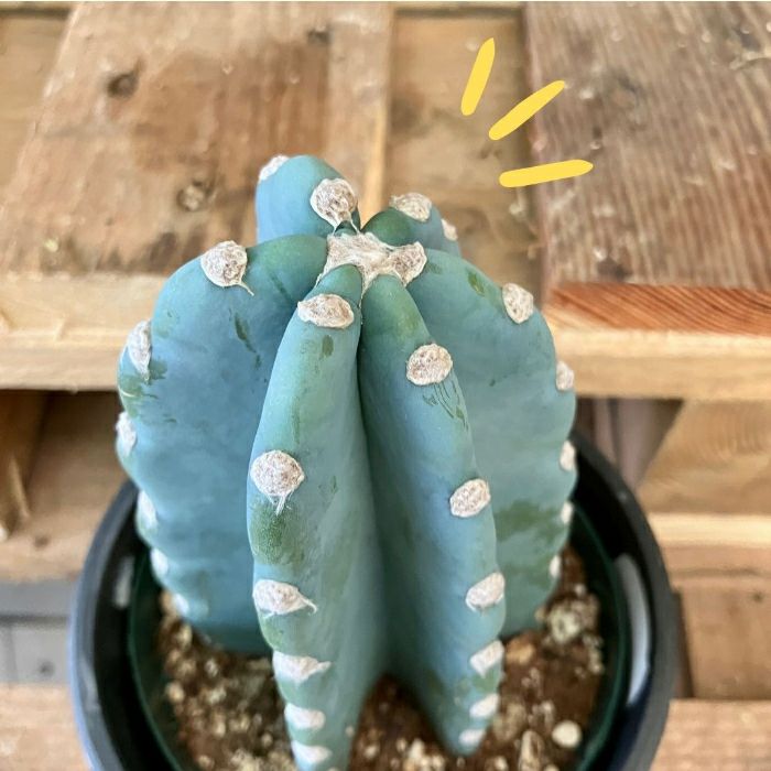 観葉植物現品販売