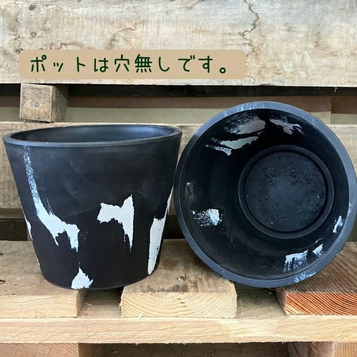 観葉植物現品販売