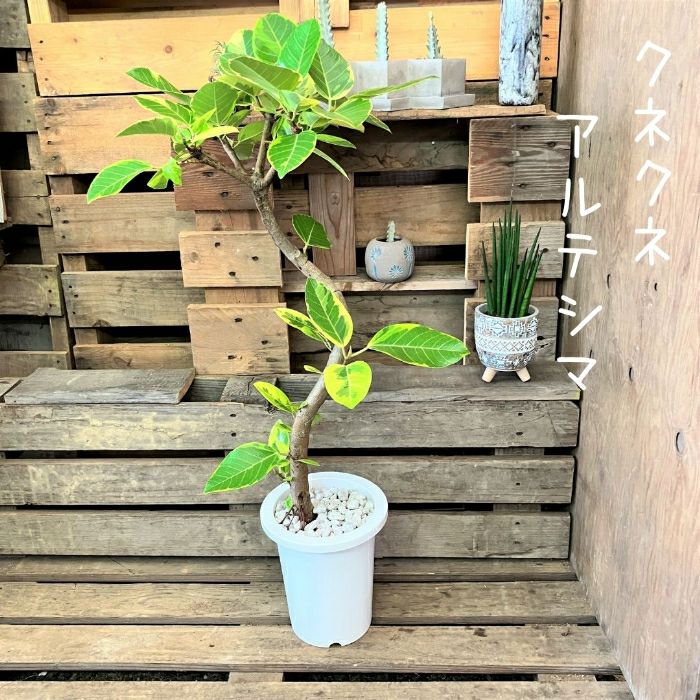 観葉植物現品販売