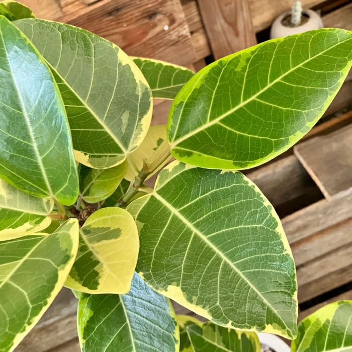 観葉植物現品販売