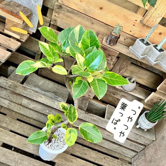 観葉植物現品販売