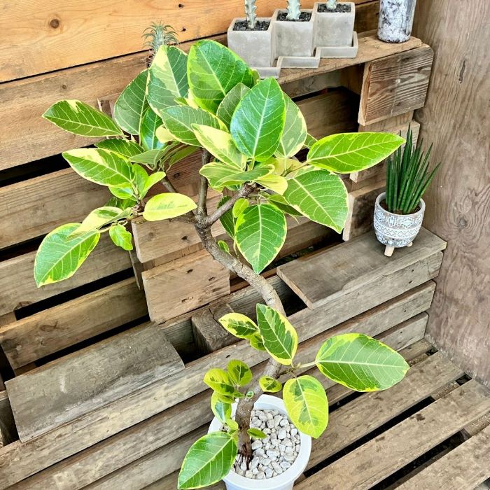 観葉植物現品販売