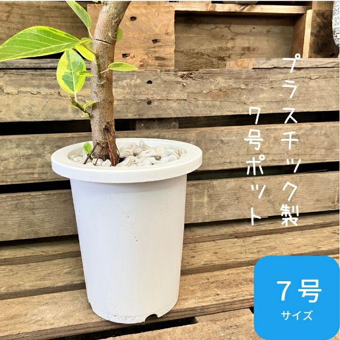 観葉植物現品販売