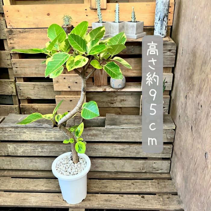 観葉植物現品販売