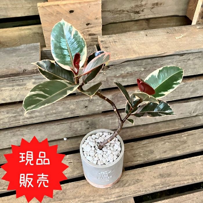 観葉植物現品販売