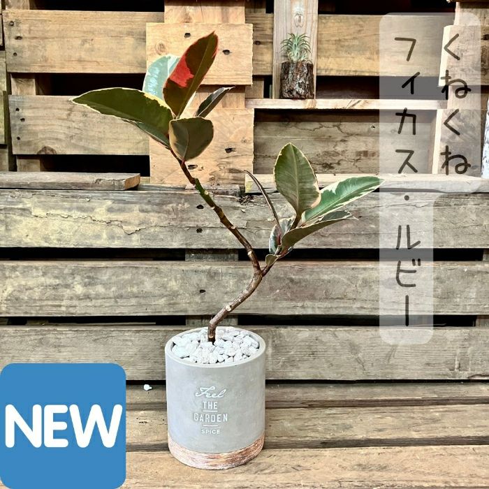 観葉植物現品販売