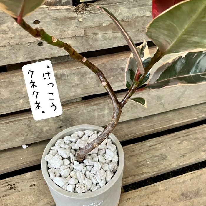 観葉植物現品販売