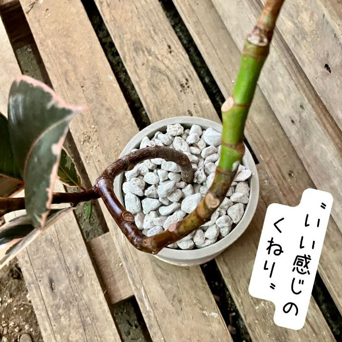 観葉植物現品販売