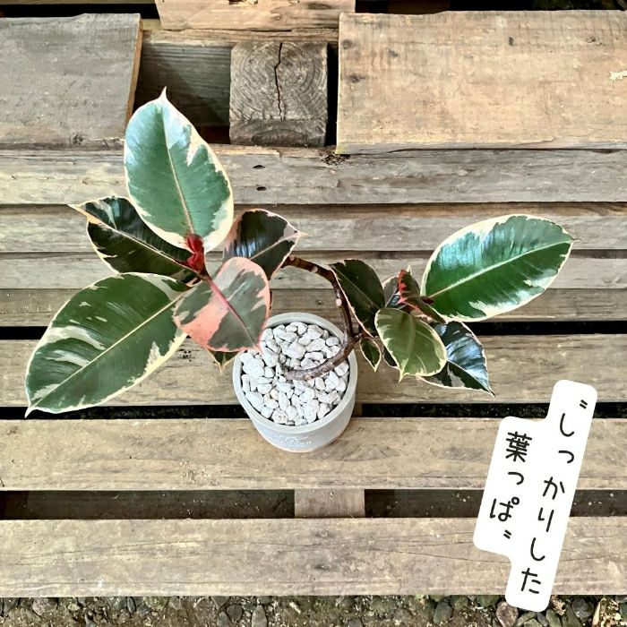 観葉植物現品販売