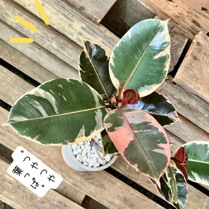 観葉植物現品販売