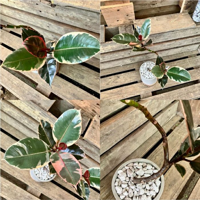 観葉植物現品販売