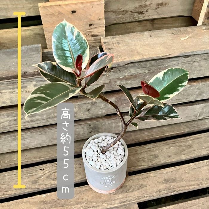 観葉植物現品販売