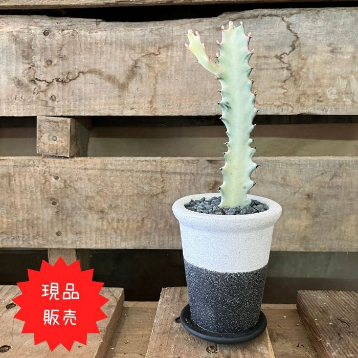 観葉植物現品販売