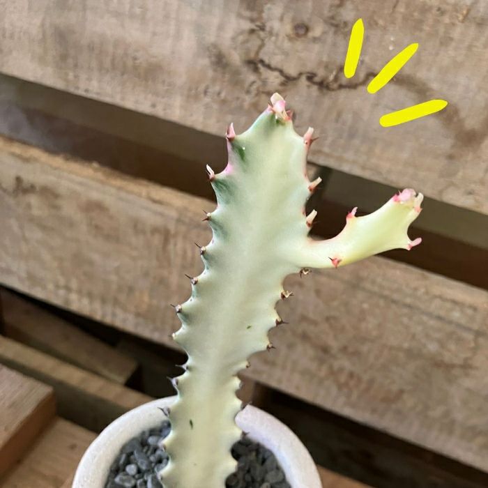 観葉植物現品販売