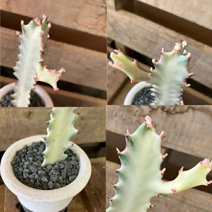 観葉植物現品販売