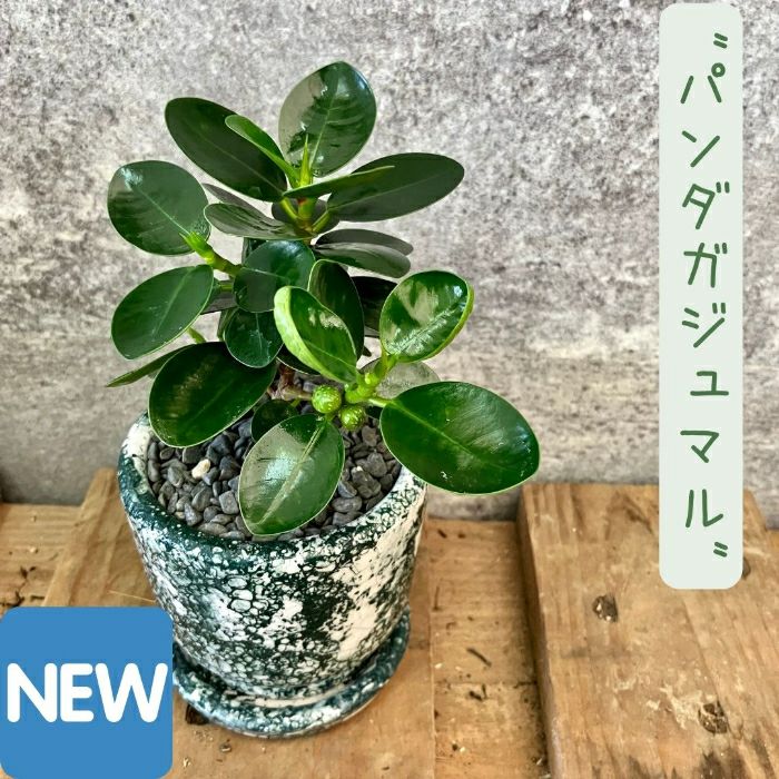 観葉植物現品販売