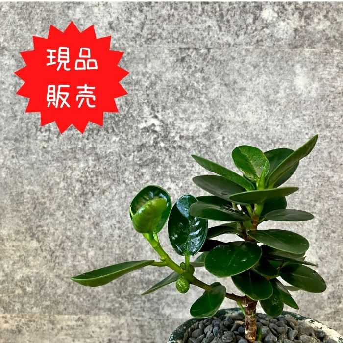 観葉植物現品販売