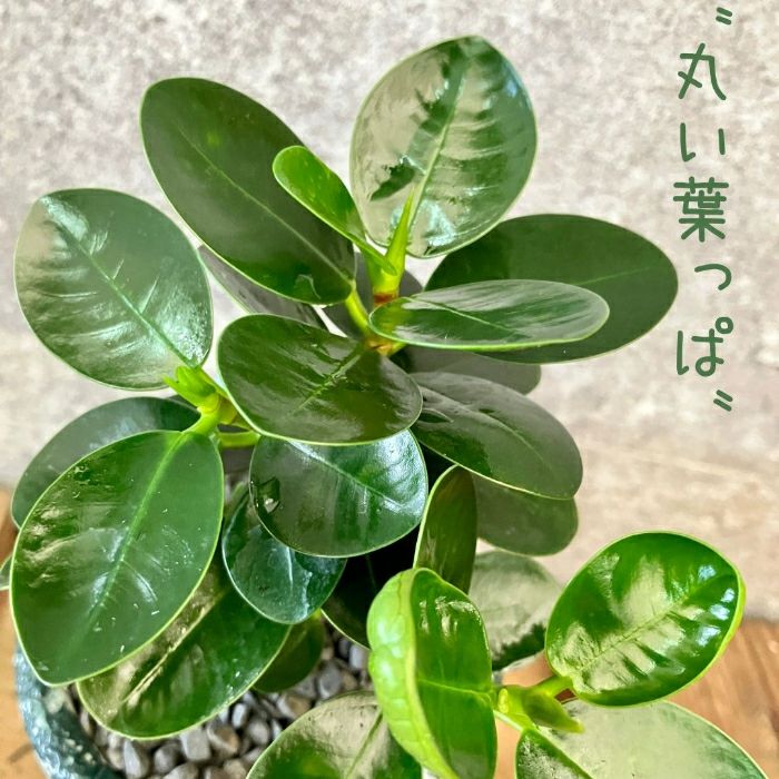 観葉植物現品販売
