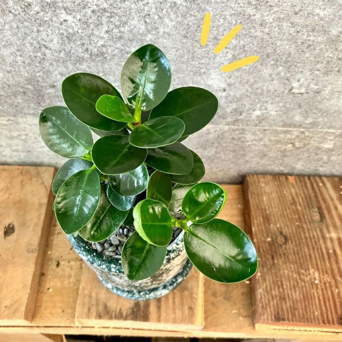 観葉植物現品販売