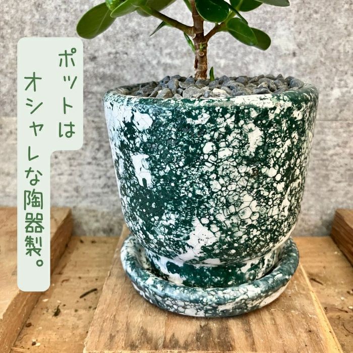 観葉植物現品販売