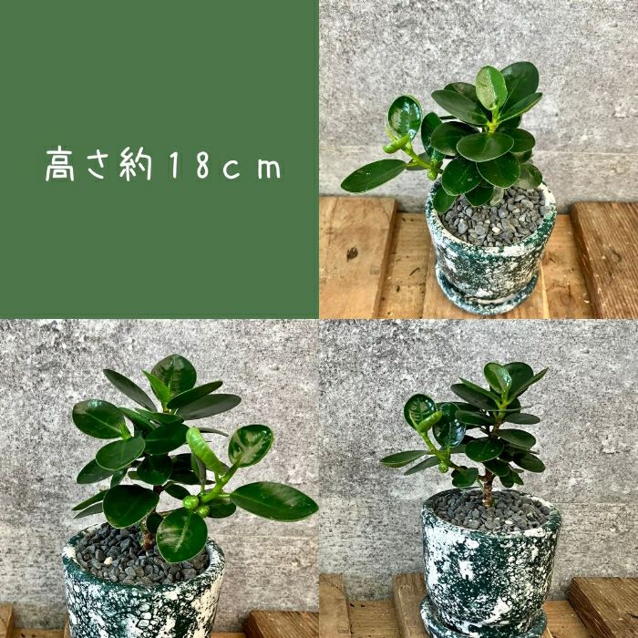 観葉植物現品販売