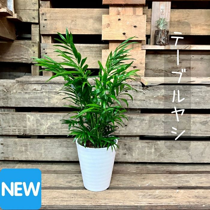 観葉植物現品販売