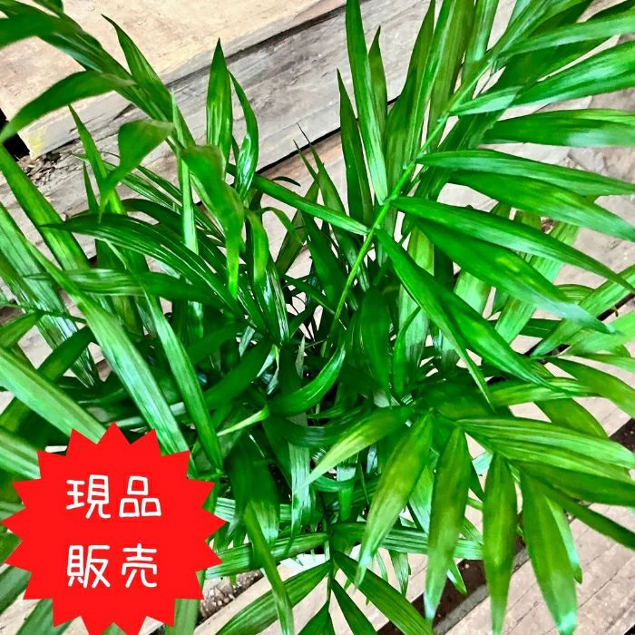 観葉植物現品販売