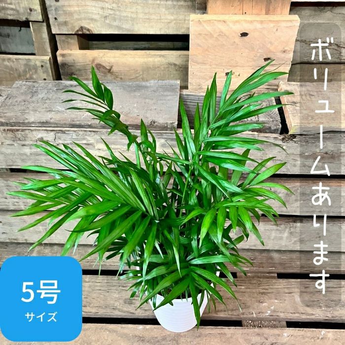 観葉植物現品販売