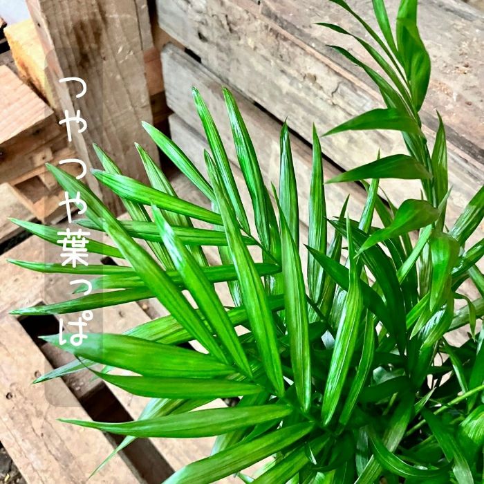 観葉植物現品販売