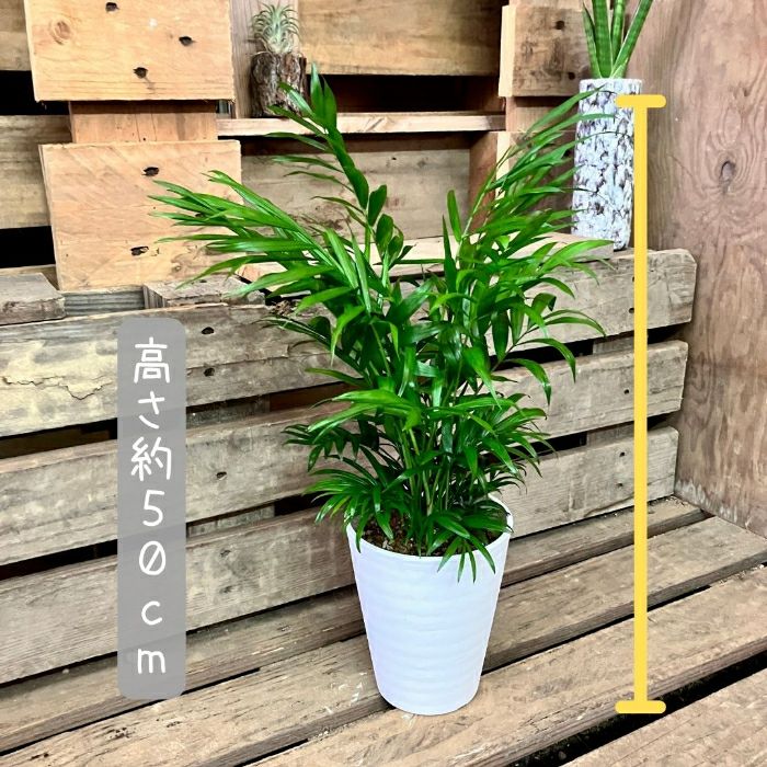 観葉植物現品販売