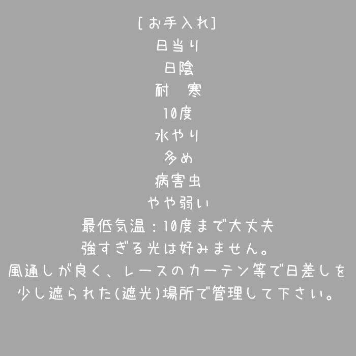 観葉植物現品販売