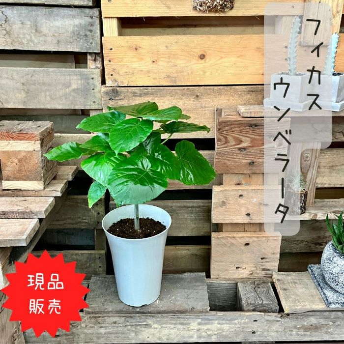 観葉植物現品販売