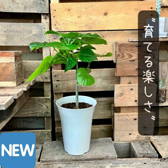 観葉植物現品販売