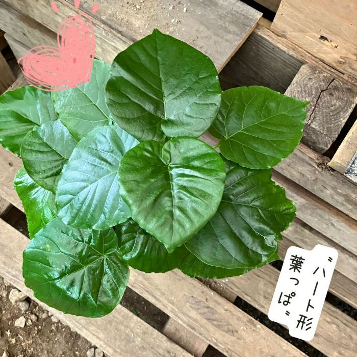 観葉植物現品販売