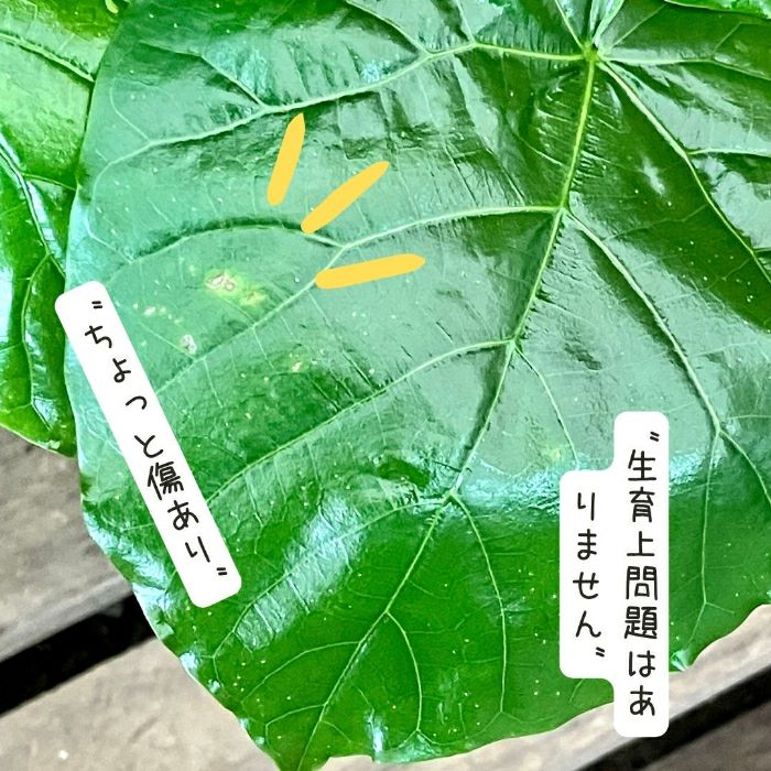観葉植物現品販売