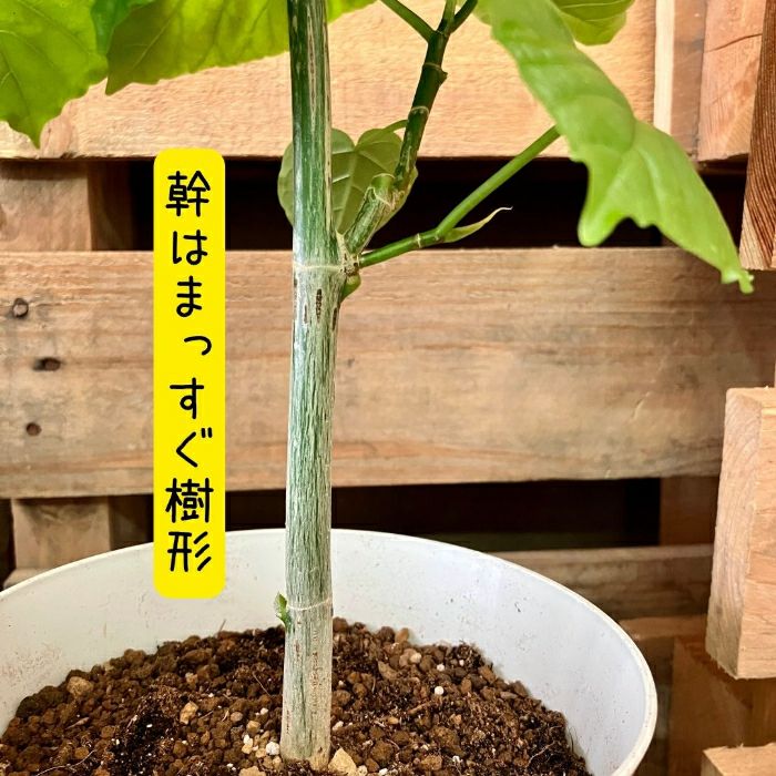 観葉植物現品販売