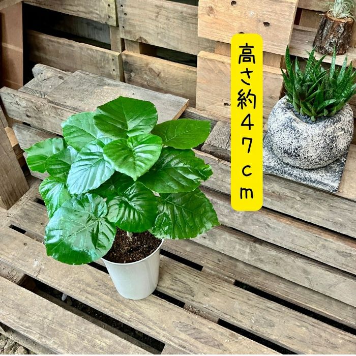 観葉植物現品販売