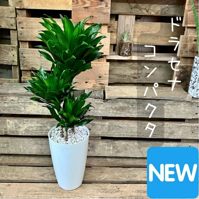 観葉植物現品販売