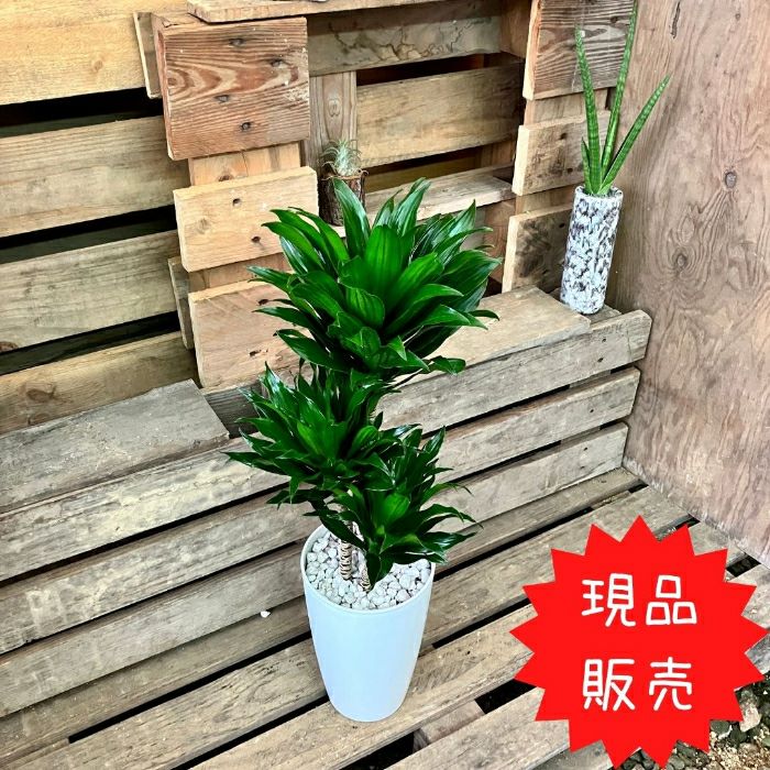 観葉植物現品販売