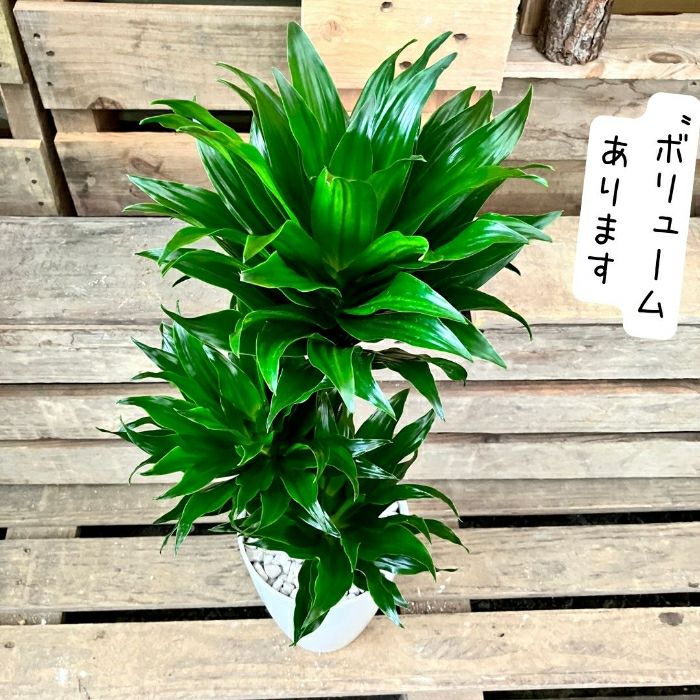 観葉植物現品販売