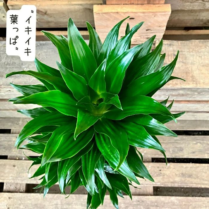 観葉植物現品販売