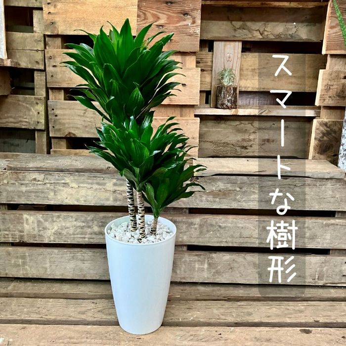 観葉植物現品販売