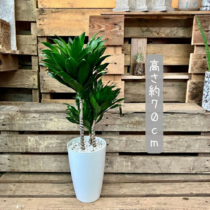 観葉植物現品販売