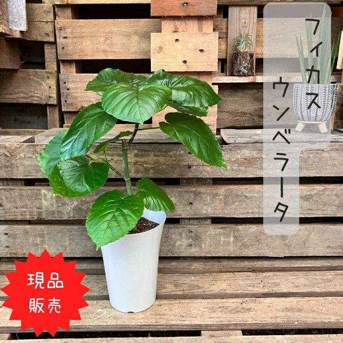 観葉植物現品販売