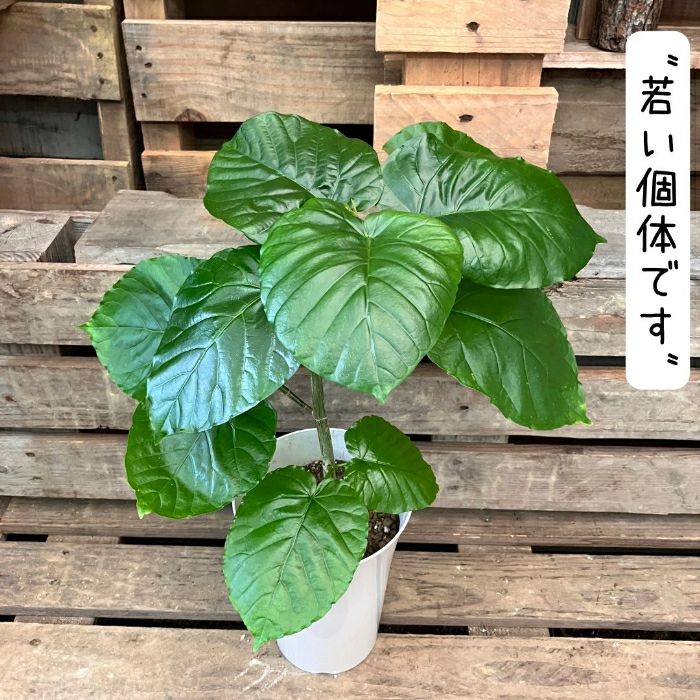 観葉植物現品販売