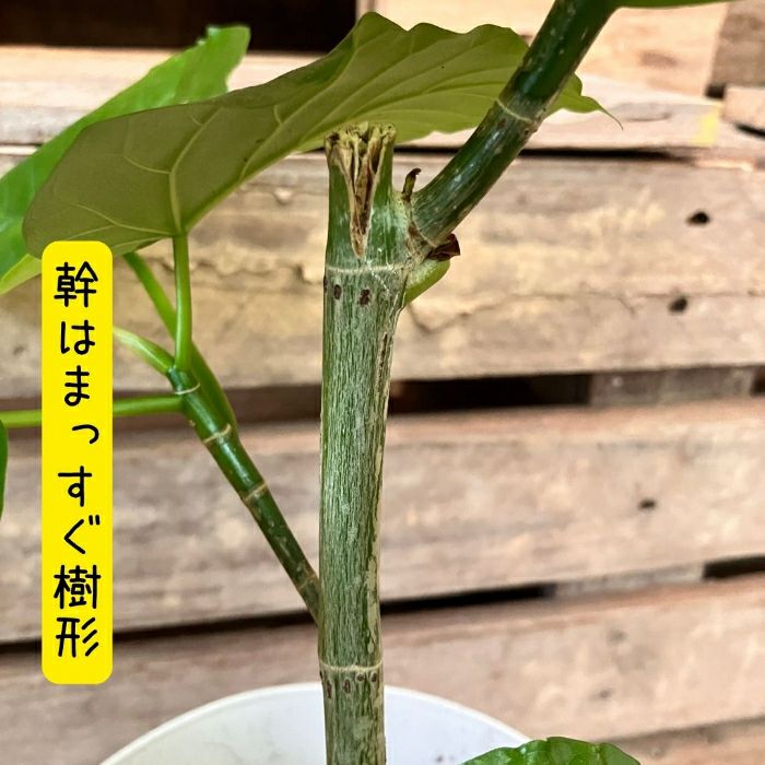 観葉植物現品販売