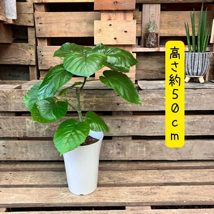 観葉植物現品販売