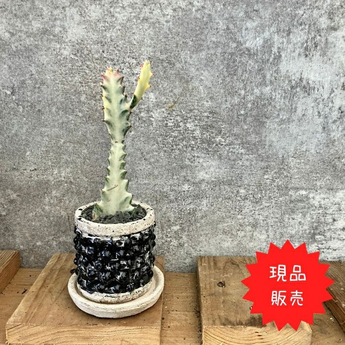 観葉植物現品販売
