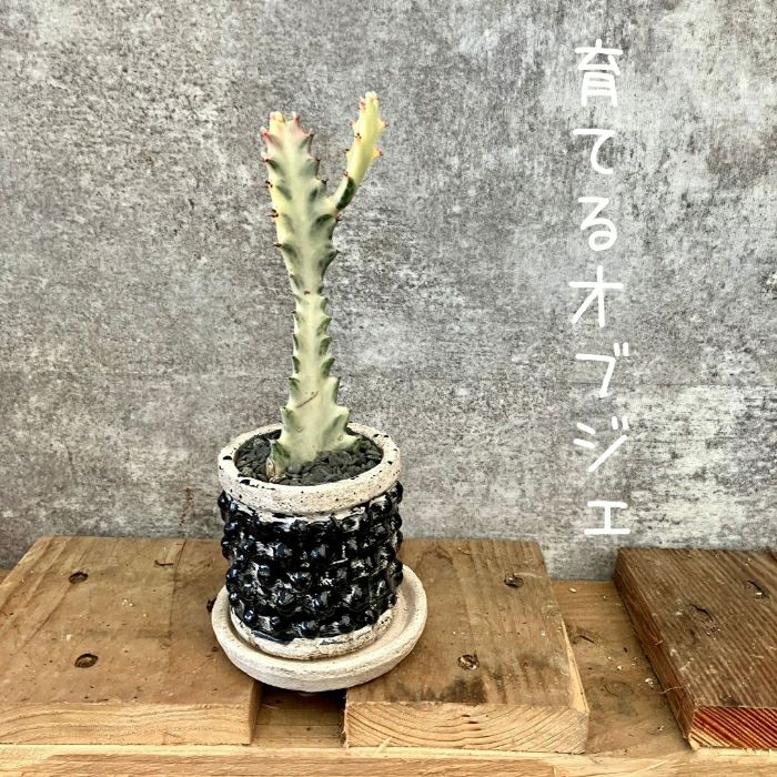 観葉植物現品販売